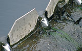 a bird standing on the side of a river