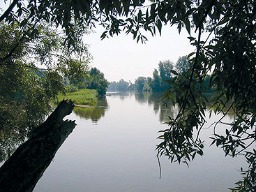 a tree next to a body of water