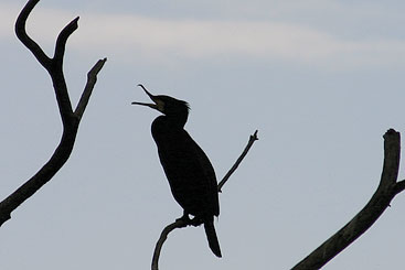 a bird perched on a tree branch