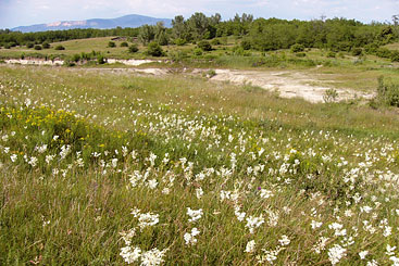 a herd of sheep grazing in a grassy field