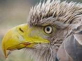 a close up of a bird