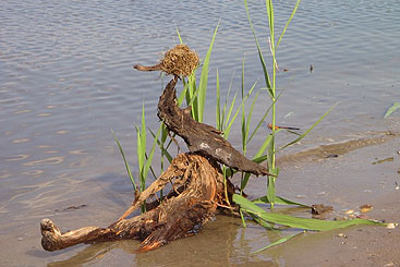 a duck in a body of water