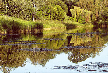 a body of water surrounded by trees