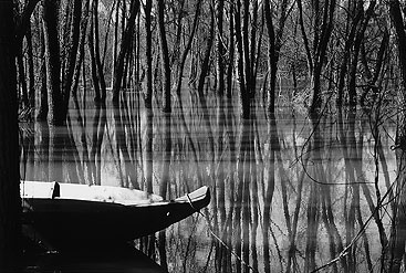 a tree next to a body of water