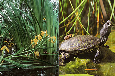 a turtle in the grass