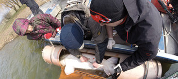 Male Sturgeon is tagged