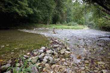 a river running through a forest