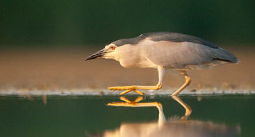 a close up of a bird