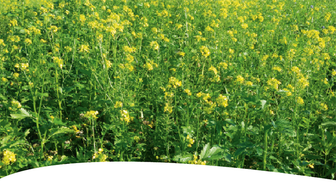 a close up of a flower field