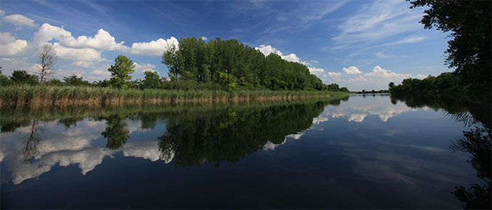 a bridge over a body of water surrounded by trees