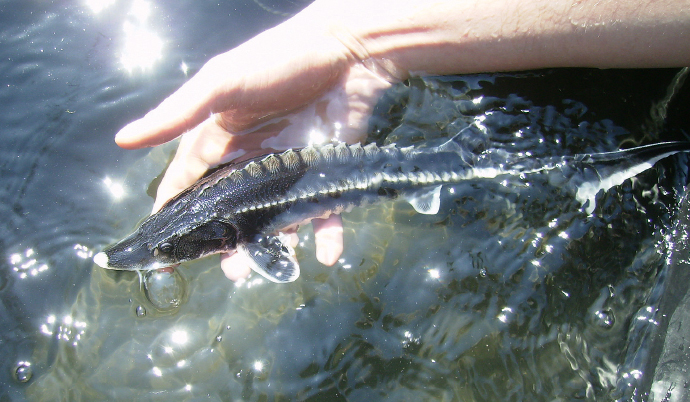 a fish swimming under water