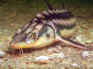 a close up of a fish