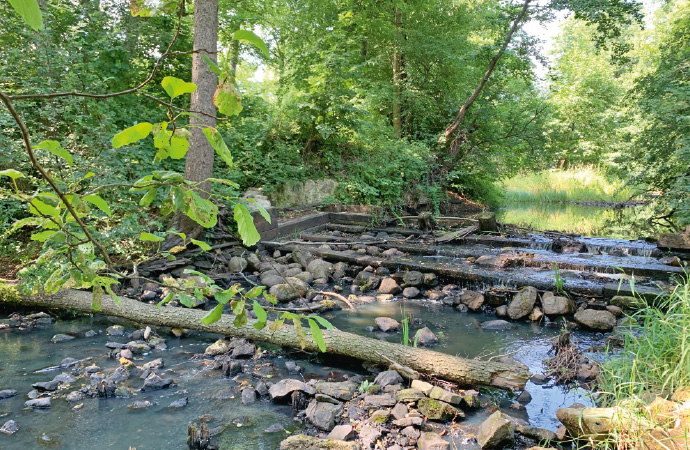 a river running through a forest