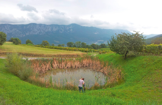 a person standing on a lush green hillside