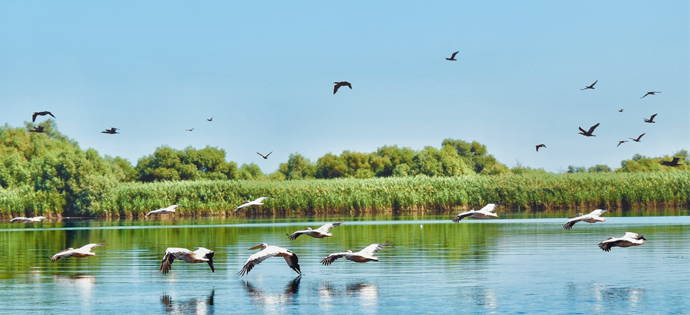 a flock of seagulls flying over a body of water