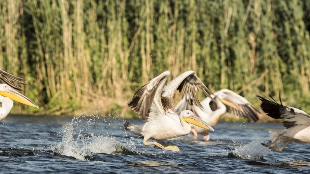 Pelicans in the Bulgarian stretch of the Danube at Reni