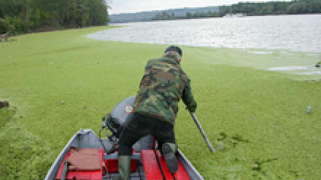 A man on a boat in algae covered water 