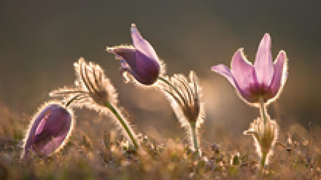 a close up of a flower