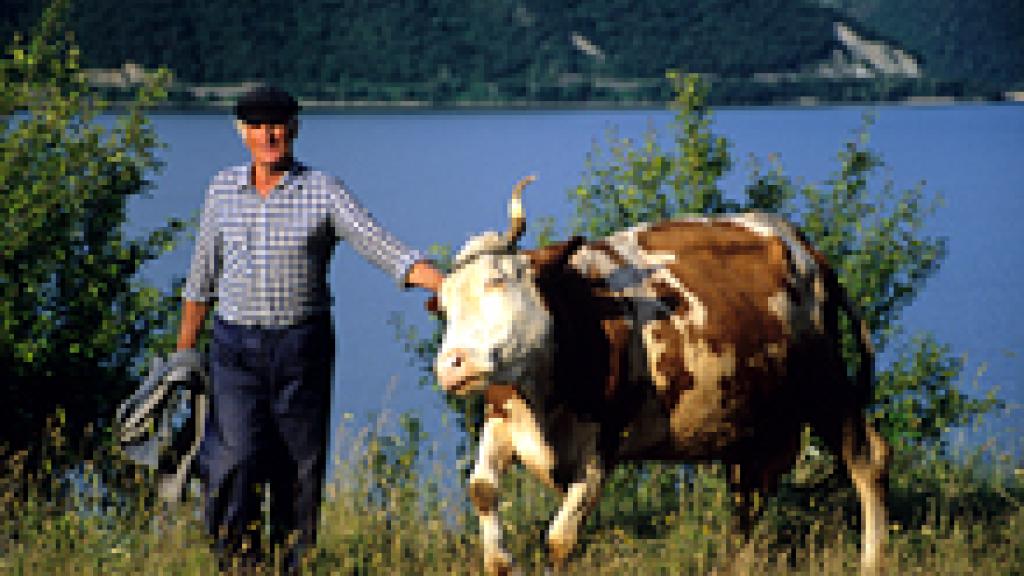 a man standing next to a cow