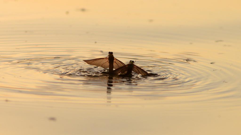 mayflies swimming in water