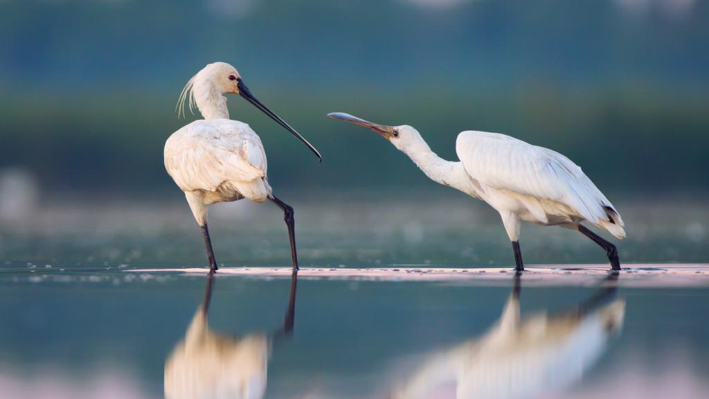 Two cranes in the water