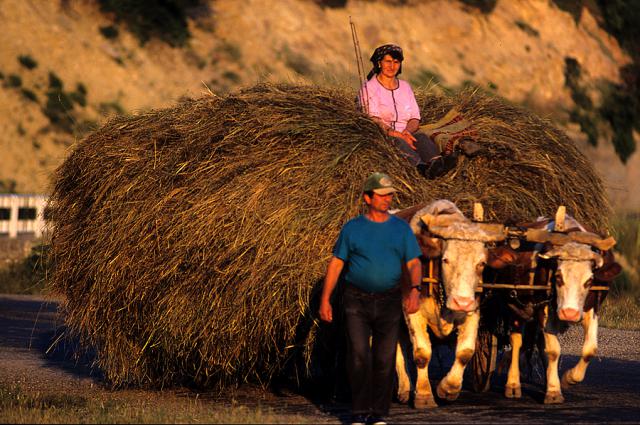 a man holding an oxcart