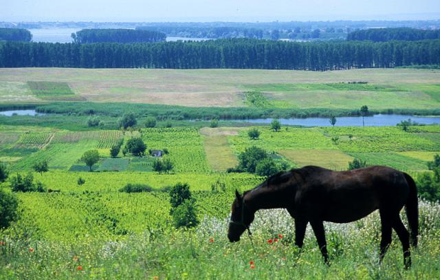 a horse grazing on a lush green field