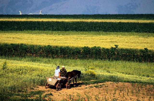 a horse cart in a grassy field