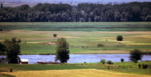 a herd of cattle grazing on a lush green field