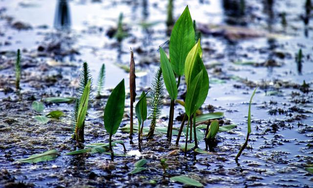 a group of leaves coming out of the water