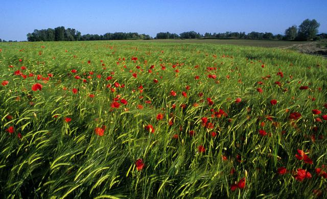 flowers on a lush green field