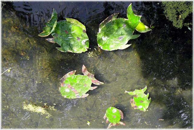 a close up of a pond