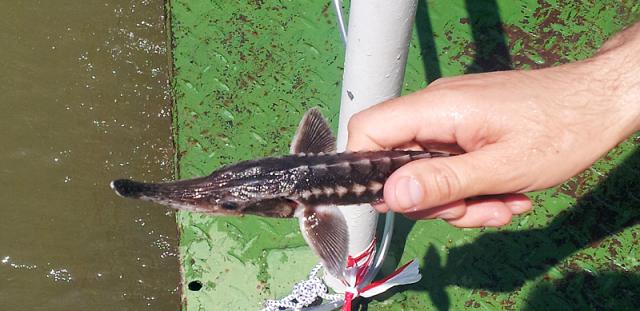 a hand holding a fish