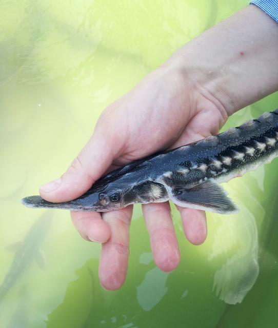 a hand holding a fish