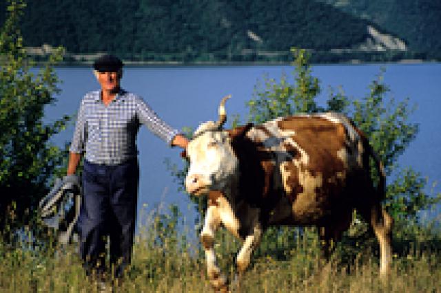 a man standing next to a cow